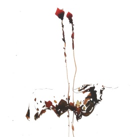 از مجموعه گاو